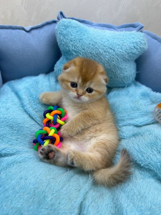 Чистокровные золотистые шиншиллы от правильной вязки