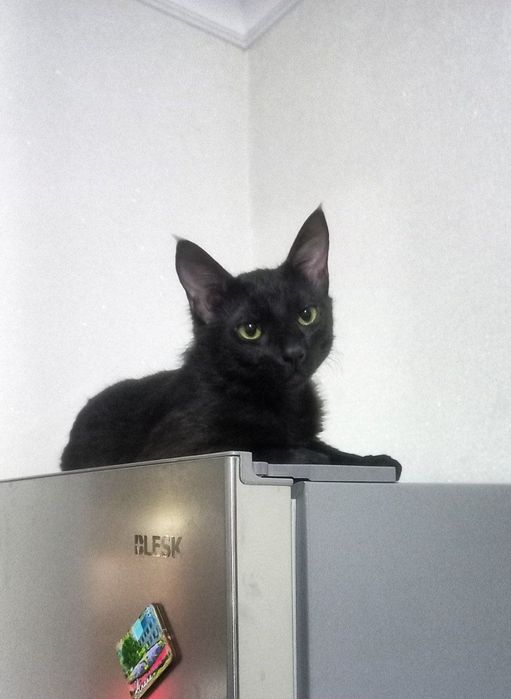 Кот, 8 мес, кастрирован