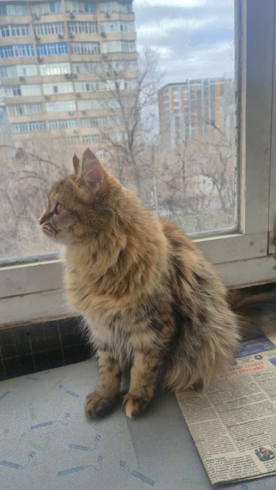 Отдам в хорошие руки котенка