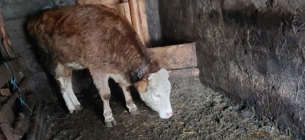 Vitica de 1 an si doua luni