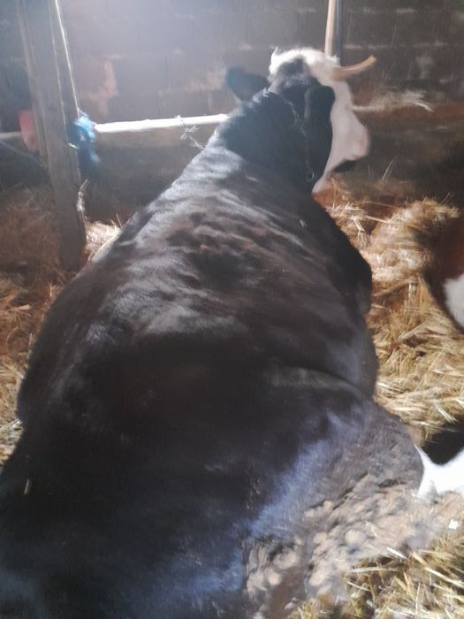 Juninca de vînzare.