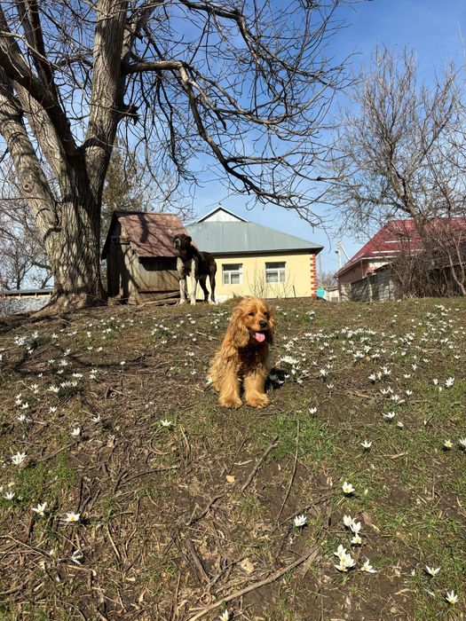 Руский спанель еркек