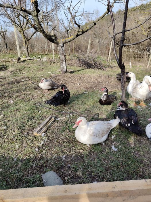 Неми патици мъжки и женски