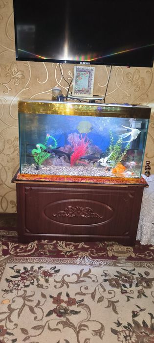 Tillarang Akvarium Sotiladi Baliqlari bn 150  $