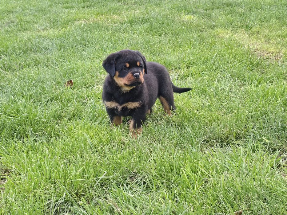 Cățelușa rottweiler cu pedigree