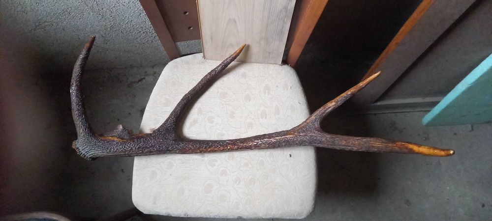 Еленови рога - единични