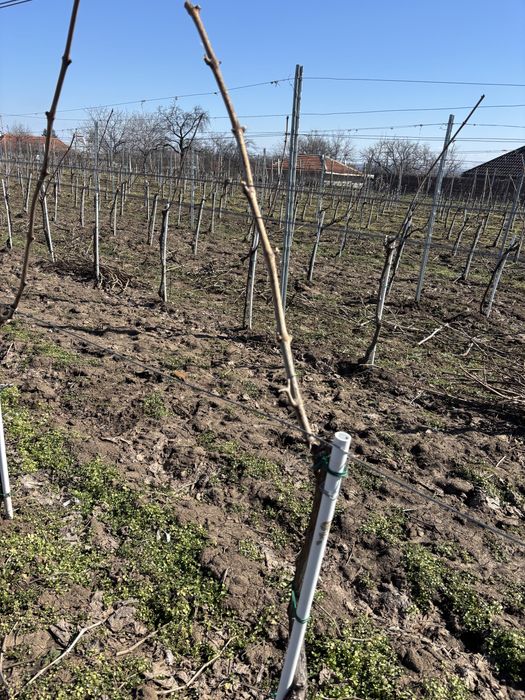 Butasi vita de vie anul 1