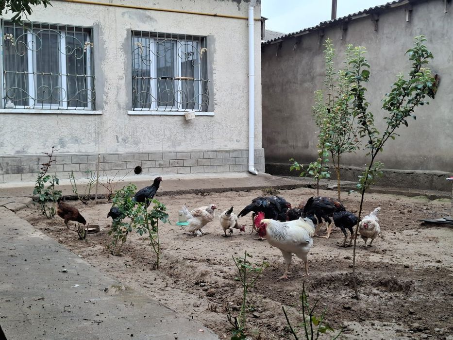Петух и курицы  домашние