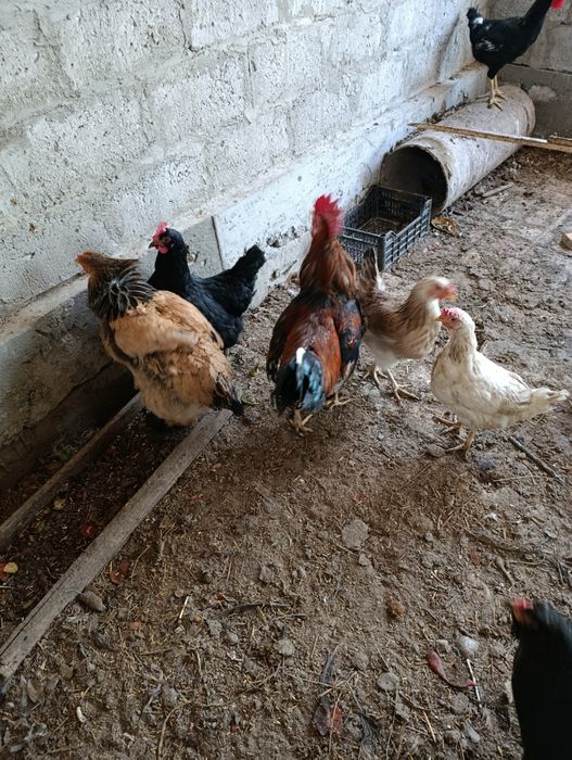 Dakan xoʻrozlar sotiladi