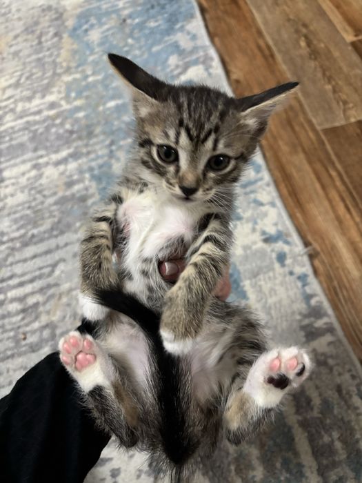 Отдам котят в добрые руки ! 2 месяца