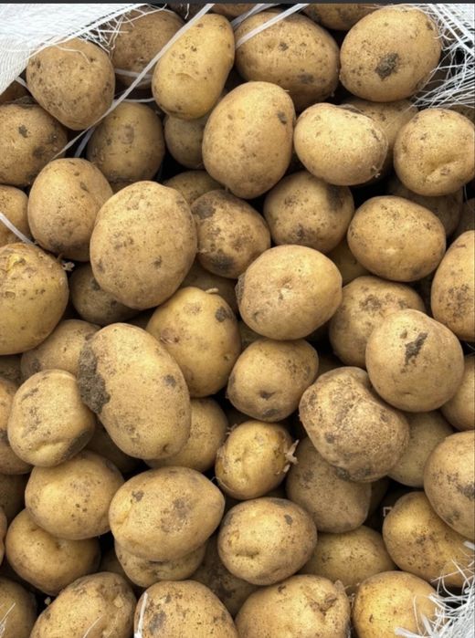 Продам Дачную картошку
