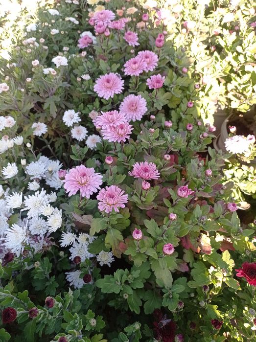 Распродажа Хризантема, хризантемы мультифлора