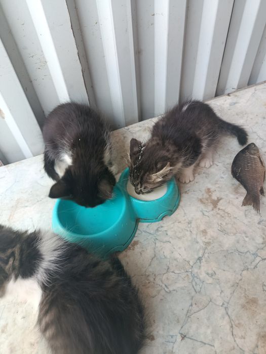 Отдам котят в добрые руки