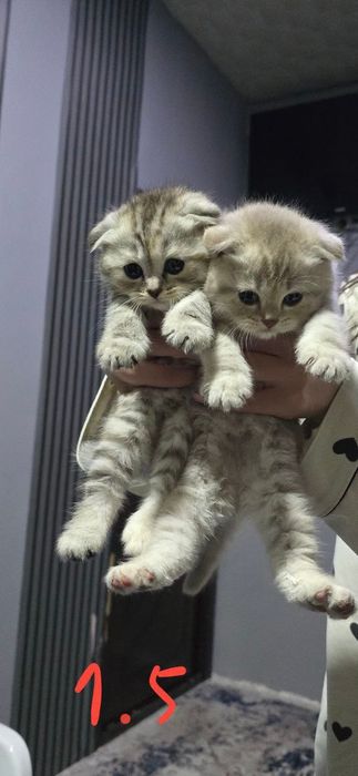 Тоза зотли мушукларимиз сотувда