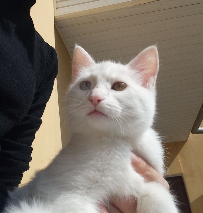 Мушукча сотилади зоти турк ангора