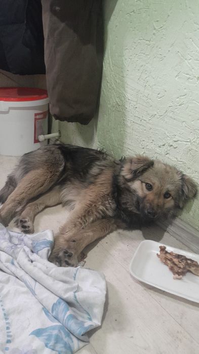 Дарю щенят!            .