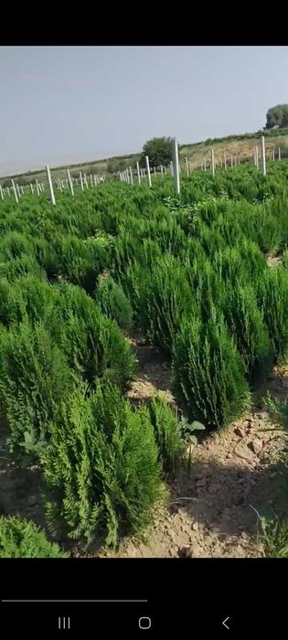 Туя кучатлари сотилади