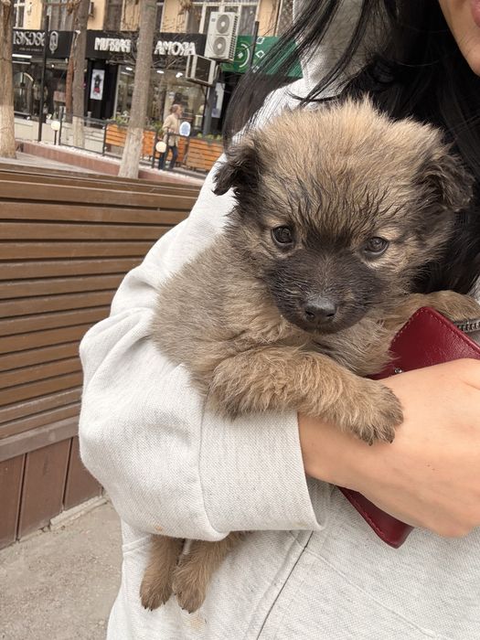 Домашний Щенок в добрые руки