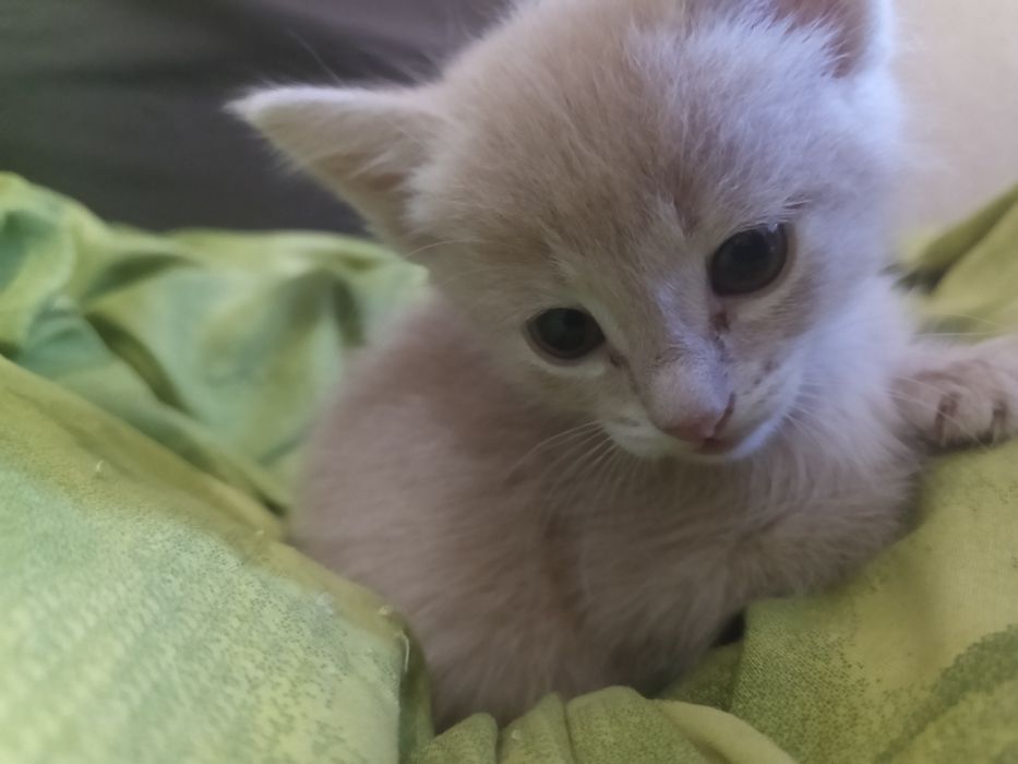 Продам котят девочек