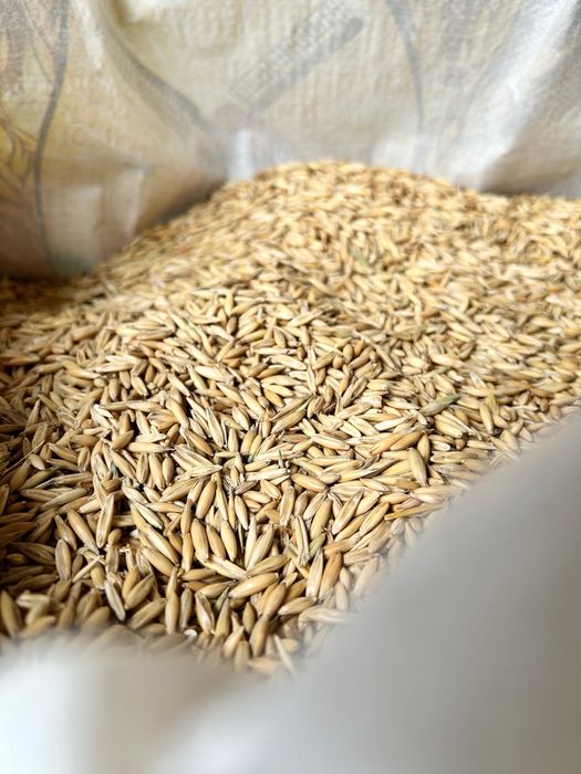 Пшеница Ячмень ячмень дробленный