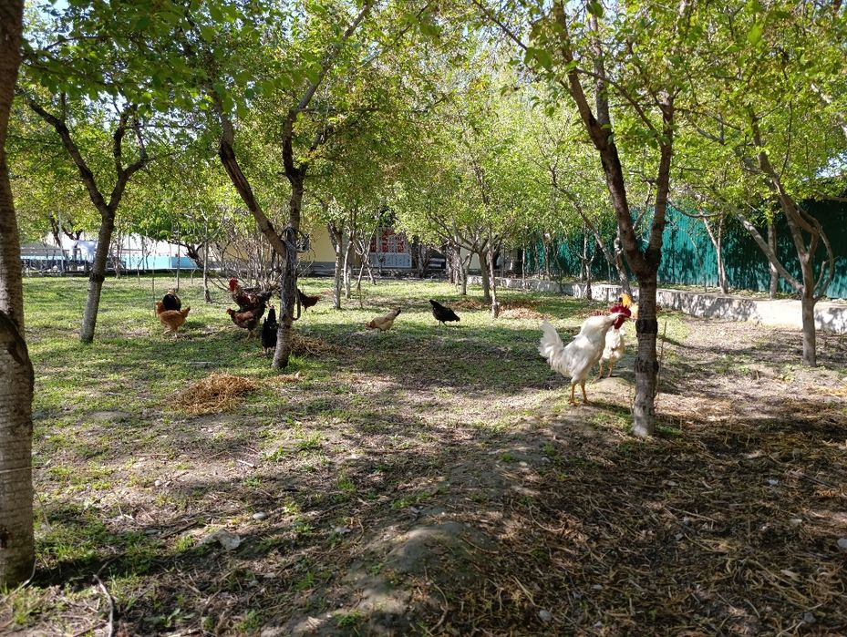 Хонаки хурозлар , домашние петушки