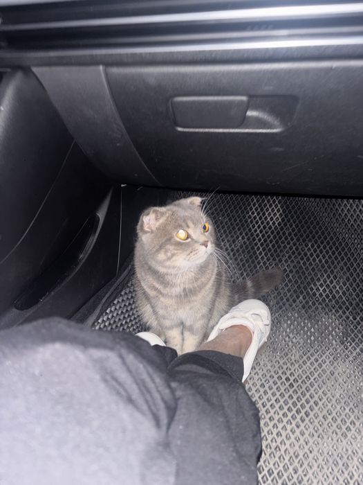 Кошка шотландский