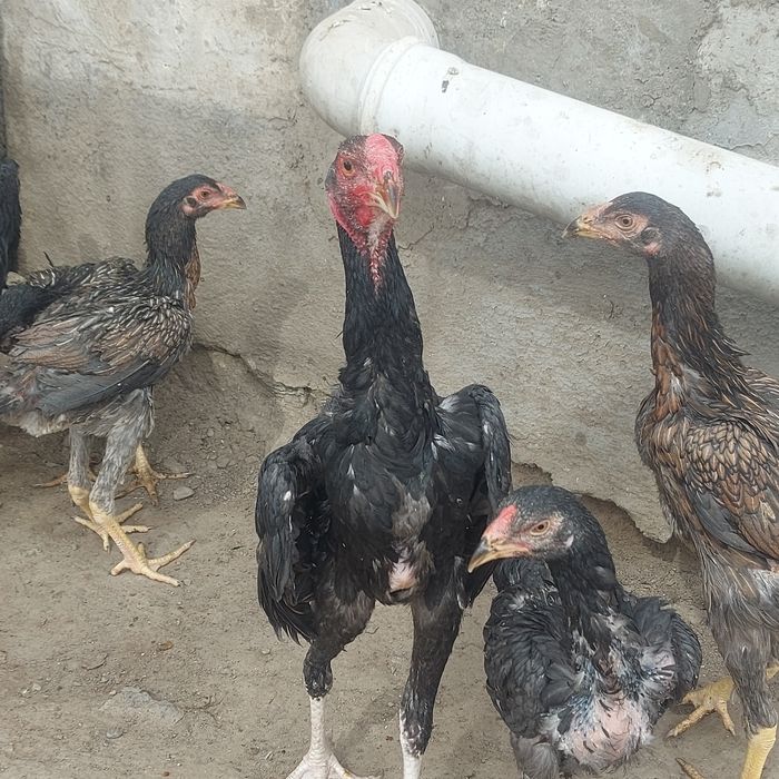 Джужа 25 декабря  3месяц крупный