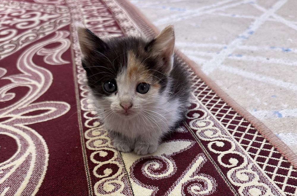 Отдам котят бесплатно в добрые руки