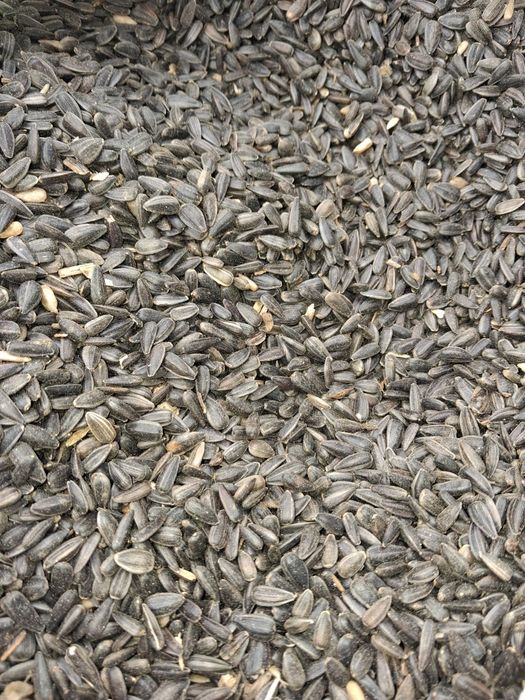 Floarea soarelui de vanzare