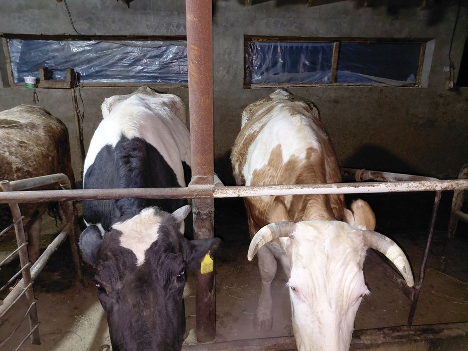 Семіз сиырлар сатылады