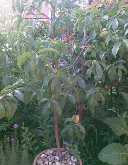 Pomi Fructiferi la ghiveci Prun/Par/Cais/Piersic/Nectarin/Cireș pe rod