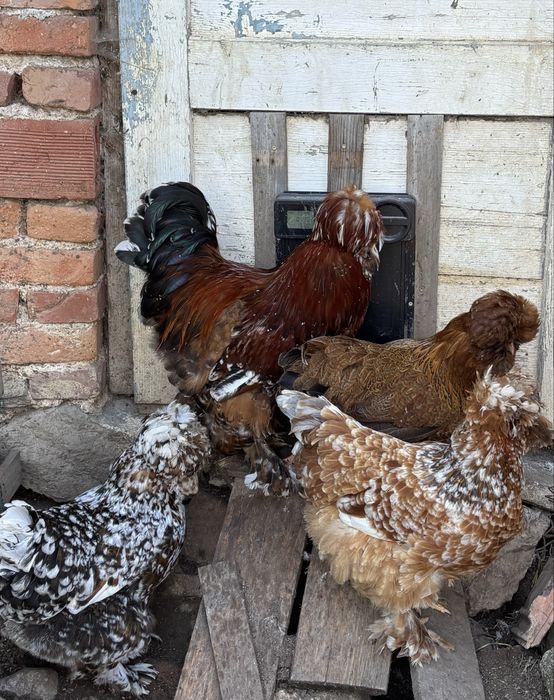 Разплодни яйца от Струмски кокошки