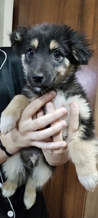 Отдам щенят в добрые руки