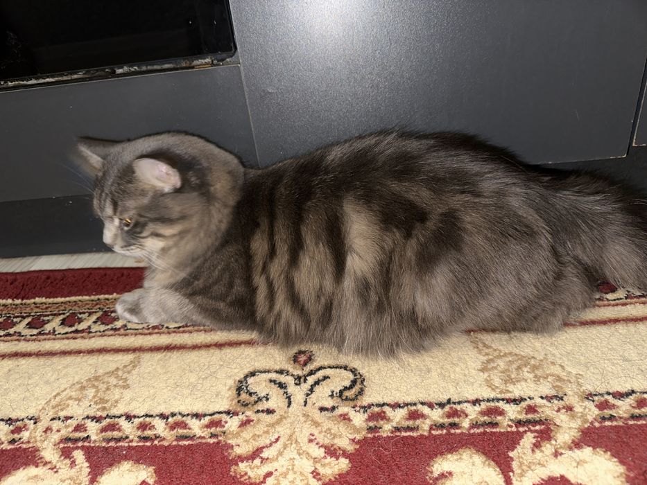 Кошка парода мейн-кун