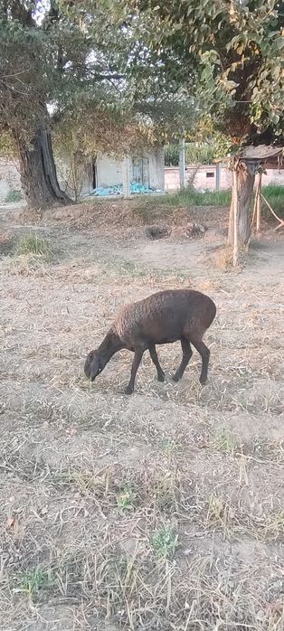 2 egizchi qoy 2 oylik boğoz va 2 ta 2 qoringa boğoz qoyla sotiladi