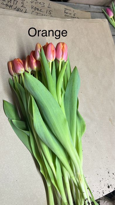 Тюльпаны только оптом