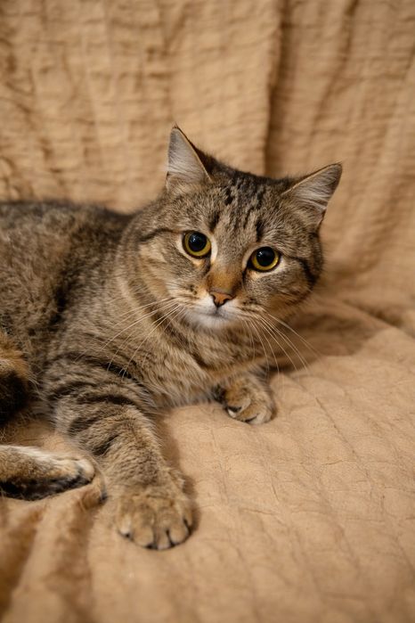 В добрые руки кошечка Муся