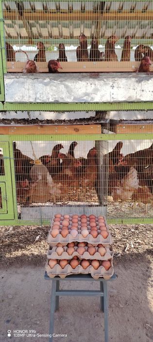 Домашние куриные яйца