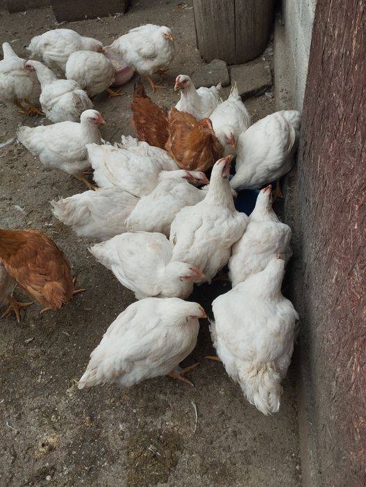 Pui găină albi !!