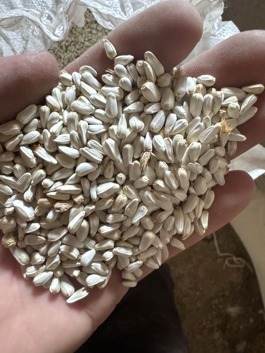 Сафлор(максары) мақсары