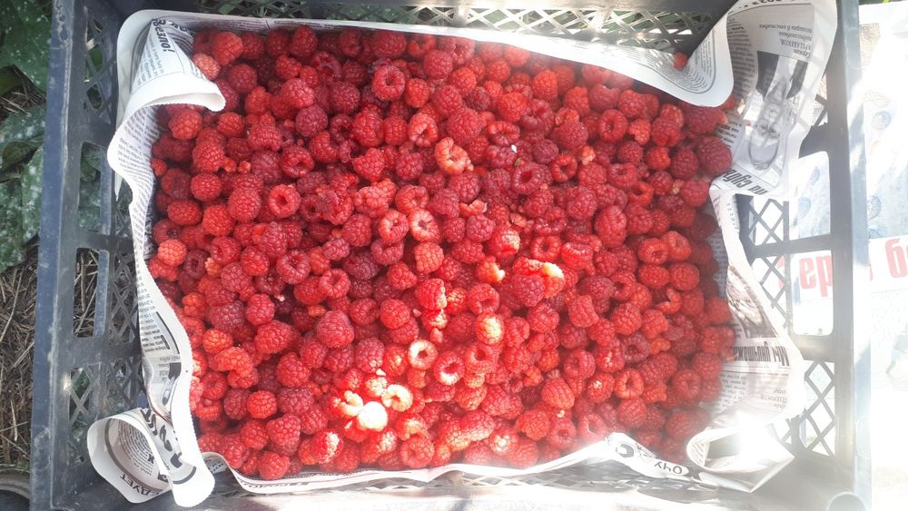 Саженцы малины бабье лето