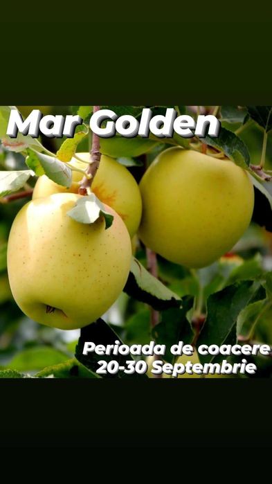 Pomi fructiferi altoiti