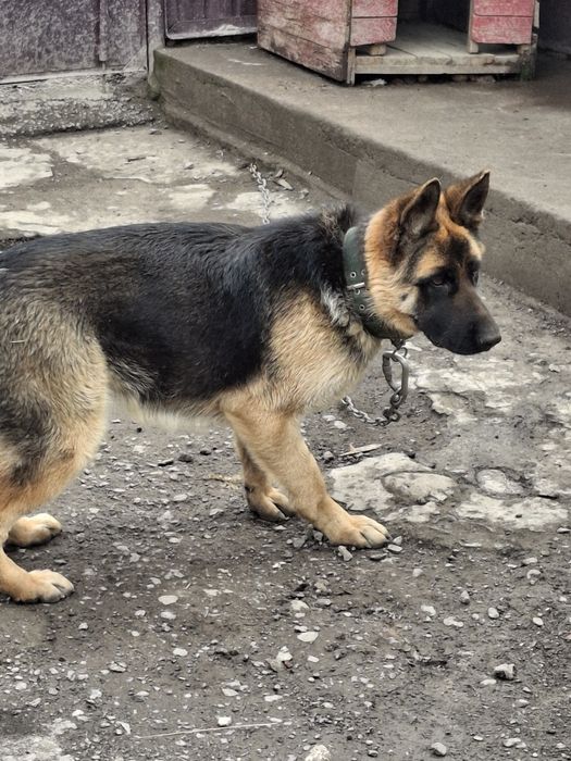 Продам немецкую овчарку