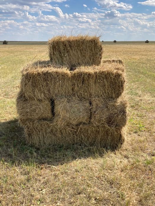 продам сено в тюках и в руллонах