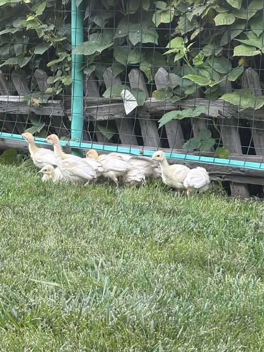 Продаются индюшата