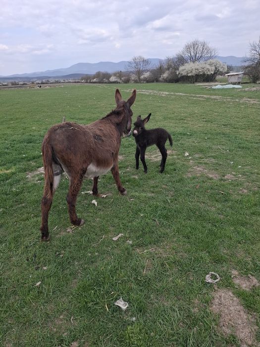 Vand măgărita cu manz