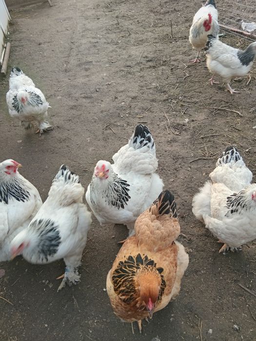 Gaini de rasa Brahma, Herminat deschis, Columbia si negru