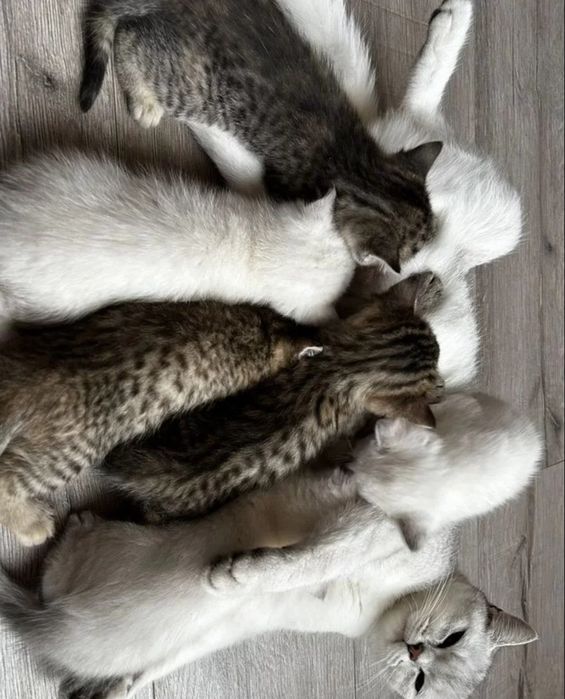 котята, девочки вискас золото