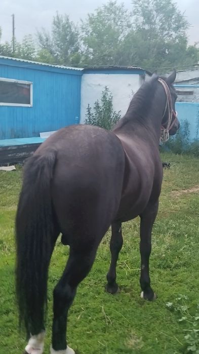 Продается жеребец 3летка