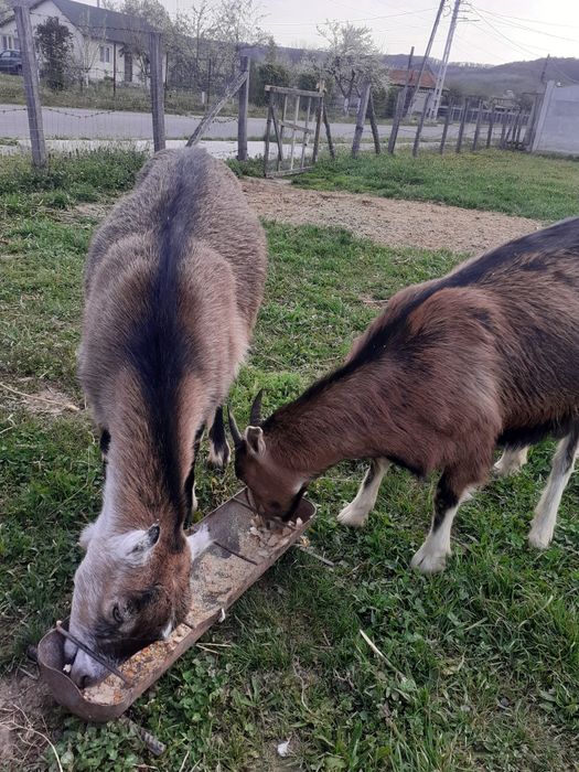 Capre de vânzare franceză Alpină și Inubian